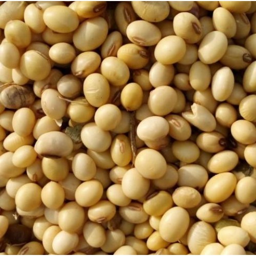 NON GMO SOYA BEANS